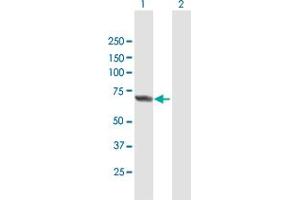 Western Blot analysis of APPBP2 expression in transfected 293T cell line by APPBP2 MaxPab polyclonal antibody. (APPBP2 Antikörper  (AA 1-585))