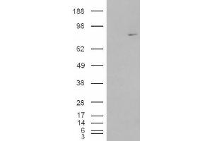 Image no. 1 for anti-Methylphosphate Capping Enzyme (MEPCE) (Internal Region) antibody (ABIN374909) (MEPCE Antikörper  (Internal Region))