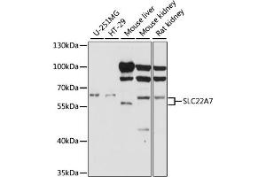 Western blot analysis of extracts of various cell lines, using SLC22A7 antibody.