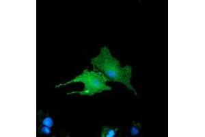 Anti-BIN3 mouse monoclonal antibody (ABIN2453912) immunofluorescent staining of COS7 cells transiently transfected by pCMV6-ENTRY BIN3 (RC203378). (BIN3 Antikörper)