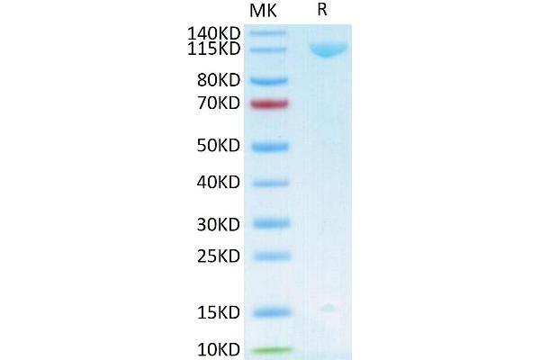 ERBB3 Protein (AA 20-643) (Fc Tag)