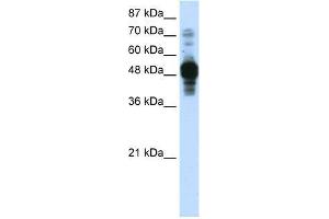 Transfected 293T; WB Suggested Anti-ZNF342 Antibody Titration: 0. (Zinc Finger Protein 296 (ZNF296) (C-Term) Antikörper)