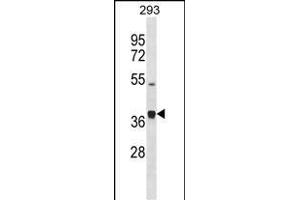 PCOLCE2 Antibody (Center) (ABIN1881638 and ABIN2838940) western blot analysis in 293 cell line lysates (35 μg/lane). (PCOLCE2 Antikörper  (AA 201-230))