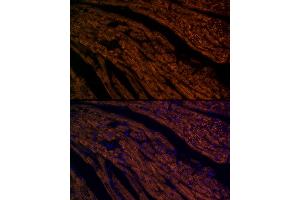 Immunofluorescence analysis of mouse heart using G1 antibody (ABIN7265719) at dilution of 1:100.