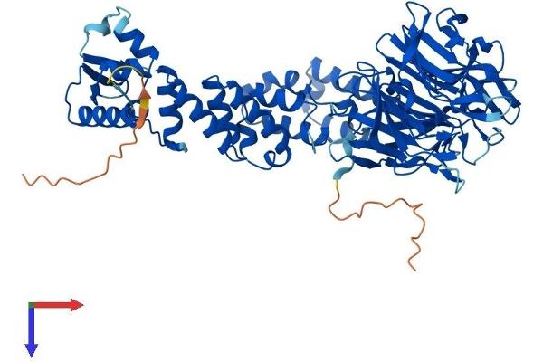 KLHL9 Protein (AA 1-617) (His tag)