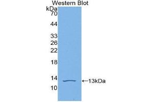 Western Blotting (WB) image for anti-C-Fos Induced Growth Factor (Vascular Endothelial Growth Factor D) (Figf) (AA 93-201) antibody (ABIN3209173) (VEGFD Antikörper  (AA 93-201))