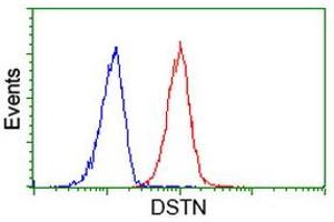 Image no. 2 for anti-Destrin (Actin Depolymerizing Factor) (DSTN) antibody (ABIN1497907)