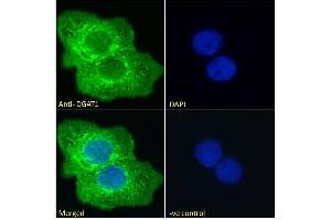 ABIN190886 Immunofluorescence analysis of paraformaldehyde fixed A431 cells, permeabilized with 0. (DGAT1 Antikörper  (Internal Region))