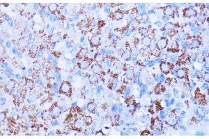 Immunohistochemistry of paraffin-embedded Rat ovary using ISG15 Polyclonal Antibody at dilution of 1:100 (40x lens). (ISG15 Antikörper)