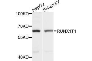 Western blot analysis of extracts of various cell lines, using RUNX1T1 antibody (ABIN5998732) at 1/1000 dilution.