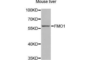 Western blot analysis of extracts of mouse liver, using FMO1 antibody (ABIN2562632) at 1:1000 dilution. (FMO1 Antikörper)