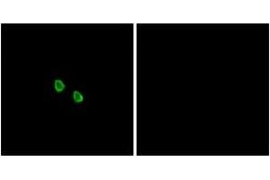 Immunofluorescence analysis of HepG2 cells, using MRGX1 Antibody. (MRGPRX1 Antikörper  (AA 271-320))