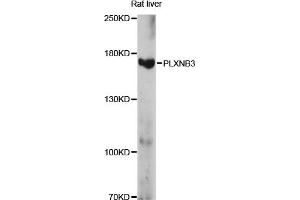 Western blot analysis of extracts of rat liver, using PLXNB3 antibody (ABIN6291674) at 1:1000 dilution. (Plexin B3 Antikörper)