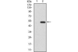 Western Blotting (WB) image for anti-CD6 (CD6) (AA 472-668) antibody (ABIN1846113)