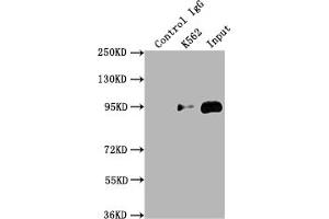 Western Blotting (WB) image for anti-Topoisomerase (DNA) I (TOP1) antibody (ABIN7127850)