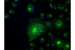 Anti-SLC2A5 mouse monoclonal antibody (ABIN2453646) immunofluorescent staining of COS7 cells transiently transfected by pCMV6-ENTRY SLC2A5 (RC200418). (SLC2A5 Antikörper)