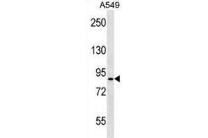 Western Blotting (WB) image for anti-Pannexin 2 (PANX2) antibody (ABIN3000759) (Pannexin 2 Antikörper)