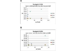 ELISA image for anti-Abeta 38/40/42 (AA 1-16), (AA 4-16) antibody (ABIN1742437) (Abeta 38/40/42 (AA 1-16), (AA 4-16) Antikörper)