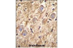 PCDHGA8 Antibody (C-term) (ABIN655955 and ABIN2845341) immunohistochemistry analysis in formalin fixed and paraffin embedded human brain tissue followed by peroxidase conjugation of the secondary antibody and DAB staining. (PCDHGA8 Antikörper  (C-Term))