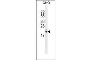 Western blot analysis of RNF185 Antibody  in CHO cell line lysates (35ug/lane).