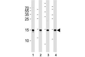 Western blot analysis of lysate from (1) Raji cell line, (2) human spleen, (3) mouse brain and (4) rat brain tissue lysate using FIS1 antibody at 1:1000. (Fission 1 Antikörper  (N-Term))