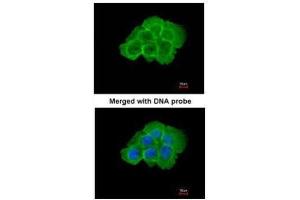 ICC/IF Image Immunofluorescence analysis of paraformaldehyde-fixed A431, using KHS, antibody at 1:200 dilution.