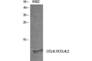 Western Blot (WB) analysis of K562 cells using MIP-1b Polyclonal Antibody. (CCL4 Antikörper  (Internal Region))