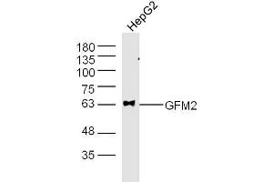 HepG2 (Human cell line) lysates probed with GFM2 Polyclonal Antibody, unconjugated  at 1:300 overnight at 4°C followed by a conjugated secondary antibody at 1:10000 for 60 minutes at 37°C. (GFM2 Antikörper  (AA 151-250))