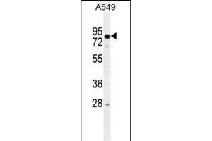 RAD17 Antibody (Center) (ABIN655646 and ABIN2845122) western blot analysis in A549 cell line lysates (35 μg/lane).
