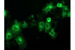 Anti-BECN1 mouse monoclonal antibody (ABIN2454373) immunofluorescent staining of COS7 cells transiently transfected by pCMV6-ENTRY BECN1 (RC201629). (Beclin 1 Antikörper)