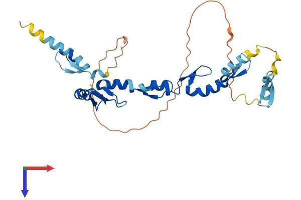 XAF1 Protein (AA 1-301) (His tag)