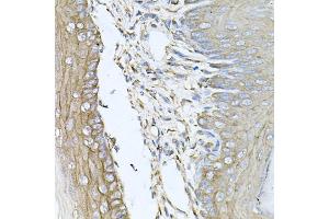Immunohistochemistry of paraffin-embedded mouse skin using CALU antibody.