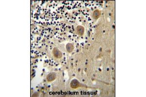 BEND6 Antibody (C-term) (ABIN656518 and ABIN2845788) immunohistochemistry analysis in formalin fixed and paraffin embedded human cerebellum tissue followed by peroxidase conjugation of the secondary antibody and DAB staining. (BEND6 Antikörper  (C-Term))