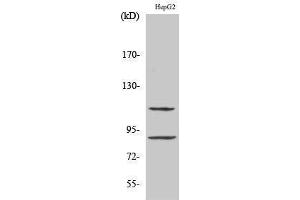 Western Blotting (WB) image for anti-Zinc Finger Protein 148 (ZNF148) (N-Term) antibody (ABIN3187522)