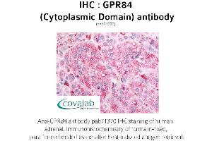 Image no. 1 for anti-G Protein-Coupled Receptor 84 (GPR84) (3rd Cytoplasmic Domain) antibody (ABIN1735180) (GPR84 Antikörper  (3rd Cytoplasmic Domain))
