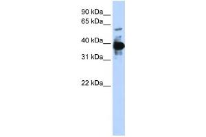Western Blotting (WB) image for anti-Nuclear Factor (Erythroid-Derived 2), 45kDa (NFE2) antibody (ABIN2460011) (NFE2 Antikörper)