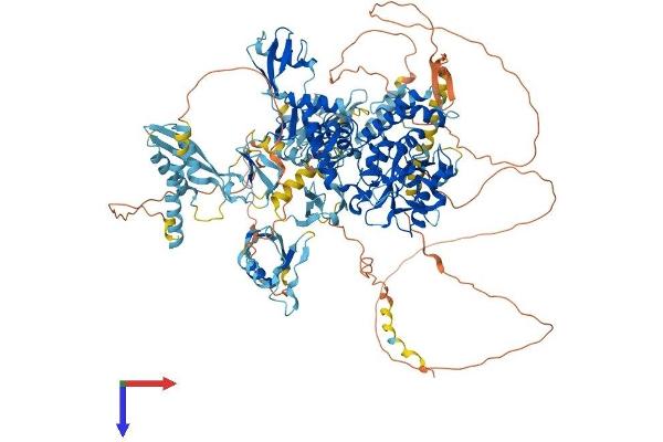 Vcpip1 Protein (AA 1-1222) (His tag)