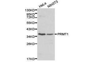 Western Blotting (WB) image for anti-Protein Arginine Methyltransferase 1 (PRMT1) antibody (ABIN1874325)
