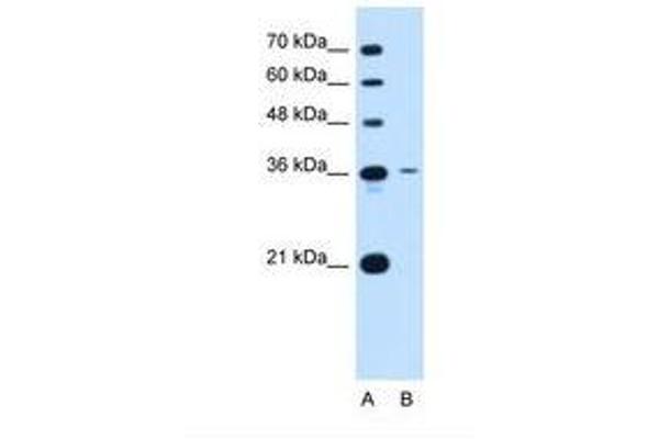 Tetraspanin 5 antibody  (AA 175-224)