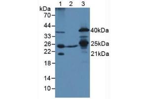 Figure. (TFAM Antikörper  (AA 43-243))