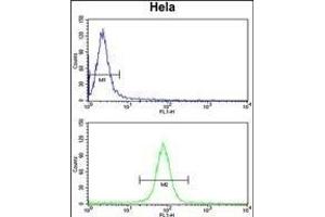 CALM1 Antibody (C-term) (ABIN652489 and ABIN2842329) flow cytometry analysis of Hela cells (bottom histogram) compared to a negative control cell (top histogram). (Calmodulin 1 Antikörper  (C-Term))