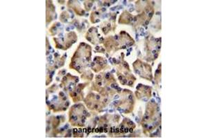 BTC Antibody (N-term) immunohistochemistry analysis in formalin fixed and paraffin embedded human pancreas tissue followed by peroxidase conjugation of the secondary antibody and DAB staining.