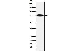 Western blot analysis of KHSRP expression in HeLa cell lysate.