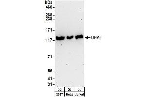 Western Blotting (WB) image for anti-Ubiquitin-Like Modifier Activating Enzyme 6 (UBA6) (AA 1-50) antibody (ABIN7450857)