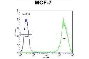 Flow cytometric analysis of MCF-7 cells usinmg Galectin-3 Antibody (C-term) Cat. (Galectin 3 Antikörper  (C-Term))