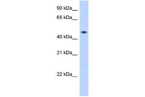 WB Suggested Anti-ZNF213 Antibody Titration:  0. (ZNF213 Antikörper  (Middle Region))