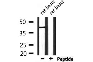 Western blot analysis of extracts from rat heart , using LAMP2 Antibody. (LAMP2 Antikörper  (C-Term))