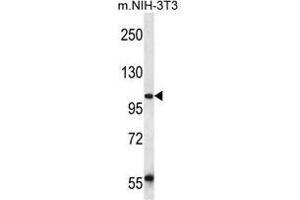 UBAP2 Antibody (N-term) western blot analysis in mouse NIH-3T3 cell line lysates (35 µg/lane). (UBAP2 Antikörper  (N-Term))