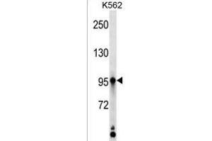 KAZ Antibody (C-term) (ABIN1537561 and ABIN2850222) western blot analysis in K562 cell line lysates (35 μg/lane). (Kazrin Antikörper  (C-Term))