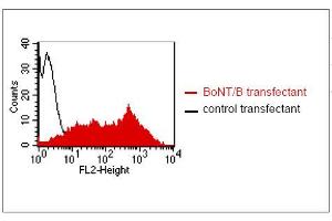 FACS analysis of BOSC23 cells using GR-3G7. (Botulinum Neurotoxin Type B (BoNT/B) Antikörper)